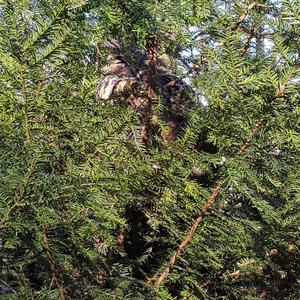 Eurasian Eagle-owl