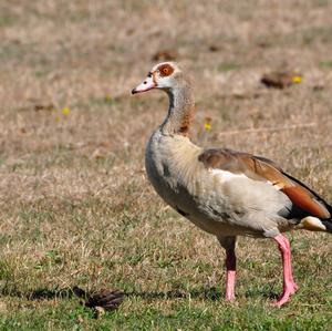 Nilgans