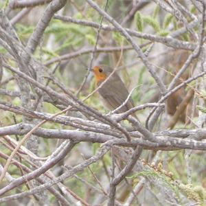 European Robin