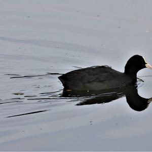 Common Coot