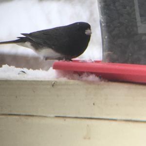 Dark-eyed Junco