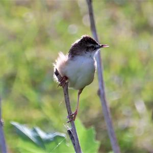 Zitting Cisticola