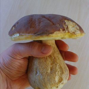 King Bolete