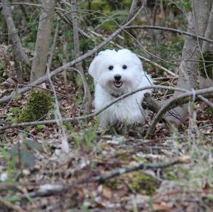 Maltese