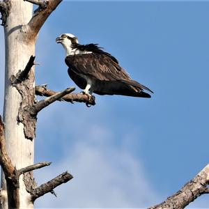 Osprey