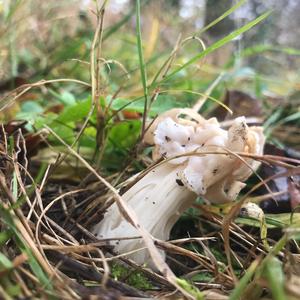 Fluted White Helvella