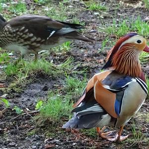 Mandarin Duck