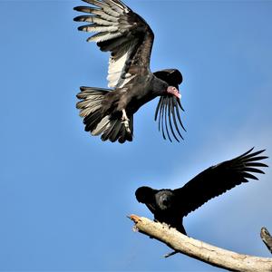 Turkey Vulture