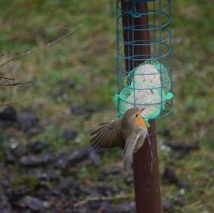 European Robin