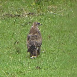 Common Buzzard