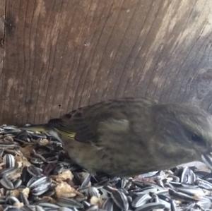 European Greenfinch