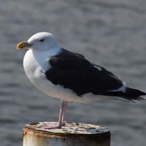 Great Black-backed Gull