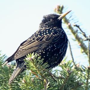 Common Starling