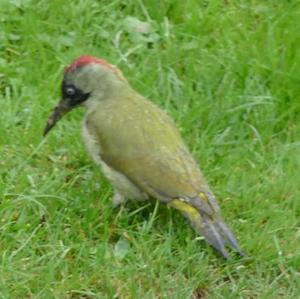 Eurasian Green Woodpecker