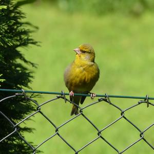 European Greenfinch