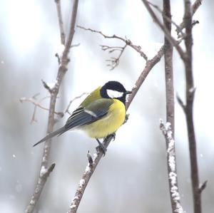 Great Tit