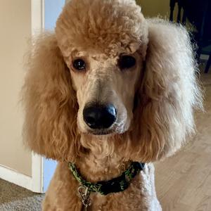 Poodle (Standard)