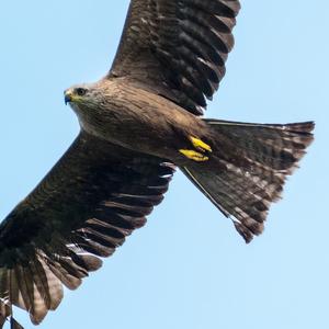 Black Kite