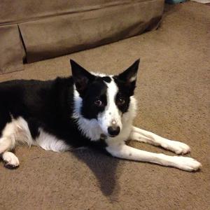 Border Collie