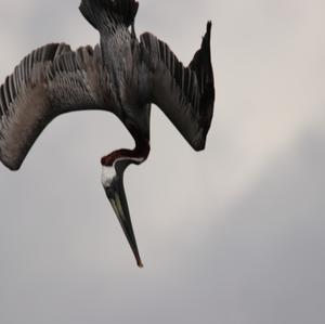 Brown Pelican