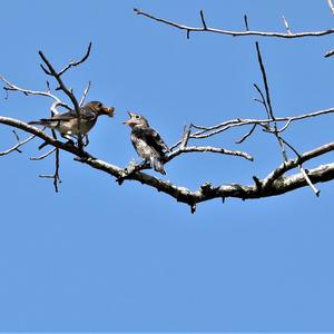 Eastern Bluebird