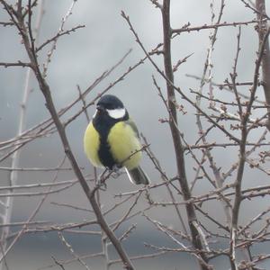 Great Tit