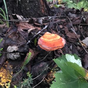 Red-belted Polypore