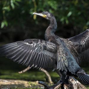 Great Cormorant