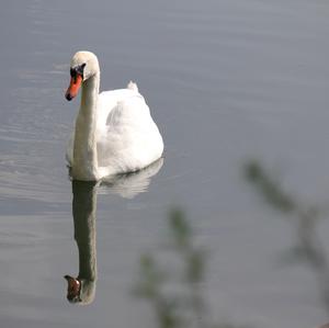 Höckerschwan