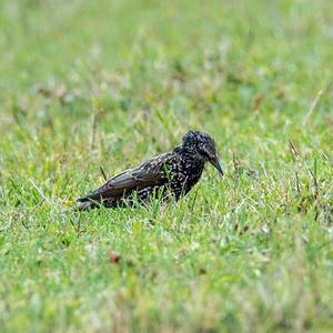 Common Starling