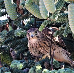 Common Kestrel