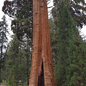 Giant Sequoia