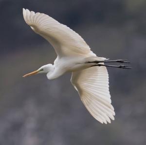 Great Egret