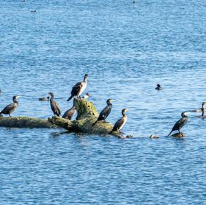 Great Cormorant