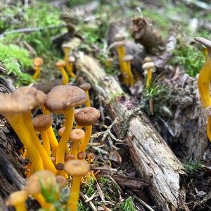 Trumpet Chanterelle