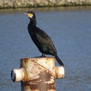 Great Cormorant