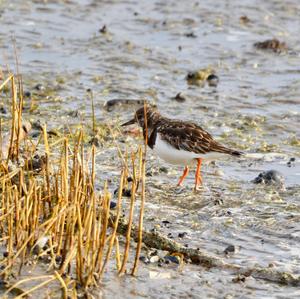 Ruddy Turnstone