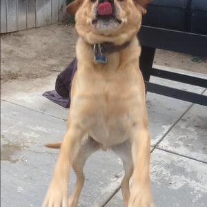 Retriever (Labrador)