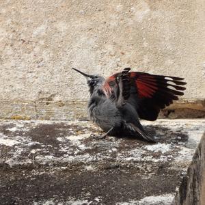 Wallcreeper