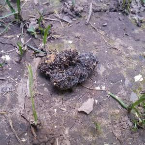 European Hedgehog