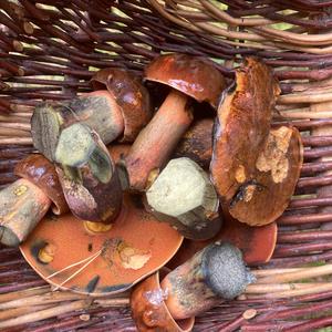 Dotted-stem Bolete