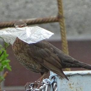 Eurasian Blackbird