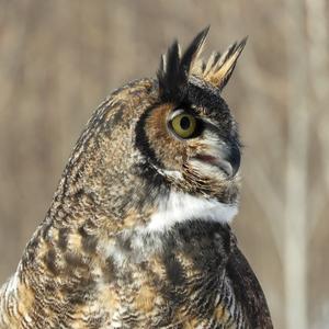 Great Horned Owl