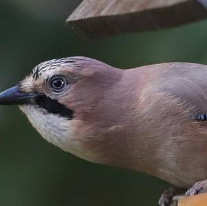 Eurasian Jay