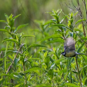 Great Tit