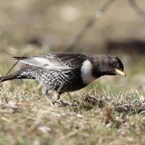 Ring Ouzel