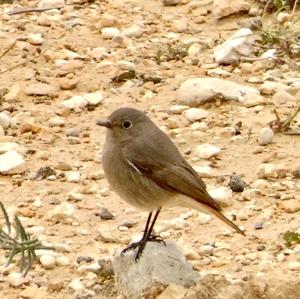 Black Redstart