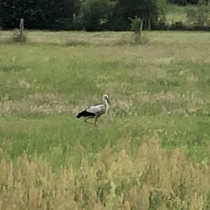 White Stork