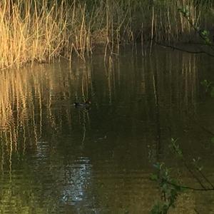 Common Moorhen