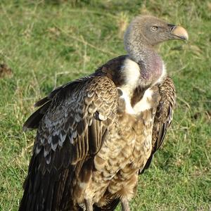 Rueppell's Vulture